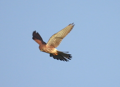 Falco tinnunculus