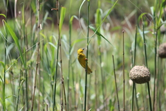 Ploceus subaureus subaureus