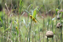 Ploceus subaureus subaureus