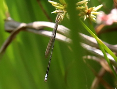 Pseudagrion kersteni