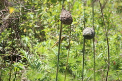 Ploceus subaureus subaureus