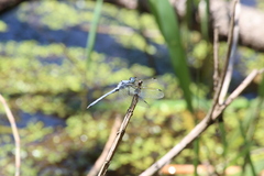 Hemistigma albipunctum