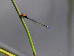 Pseudagrion massaicum