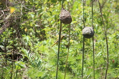 Ploceus subaureus subaureus