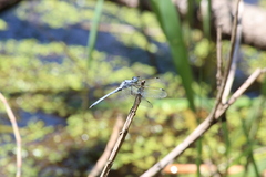 Hemistigma albipunctum