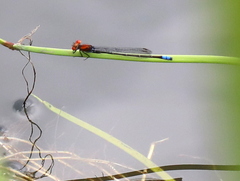 Pseudagrion massaicum