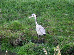 Ardea cinerea