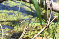 Hemistigma albipunctum