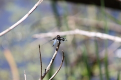 Palpopleura portia