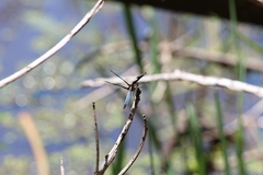 Palpopleura portia