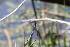 Palpopleura portia