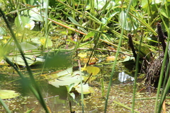 Nymphoides thunbergiana