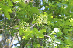 Tarenna pavettoides