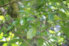 Tarenna pavettoides