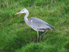 Ardea cinerea