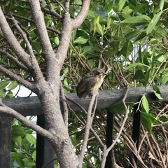 Pycnonotus conradi