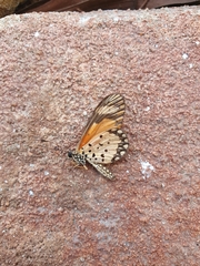 Acraea