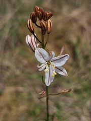 Chlorophytum fasciculatum