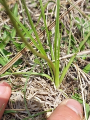 Chlorophytum fasciculatum