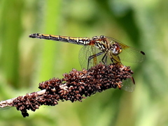 Trithemis arteriosa