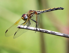 Trithemis arteriosa