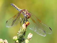 Trithemis arteriosa