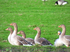 Anser anser