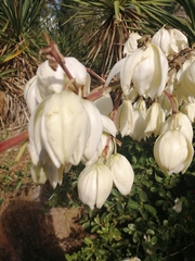 Yucca flaccida
