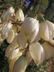 Yucca flaccida