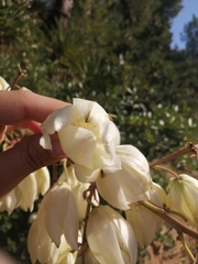 Yucca flaccida