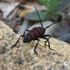 Ceroplesis capensis