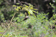 Colius striatus minor