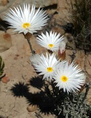 Helichrysum lancifolium