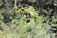 Colius striatus minor