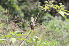 Colius striatus minor