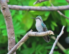 Chlorostilbon mellisugus