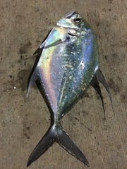 Caranginae