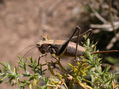 Antaxius florezi