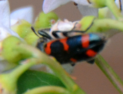 Trichodes nuttalli