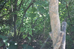 Hypothymis azurea oberholseri