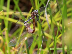 Orthetrum caffrum