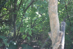 Hypothymis azurea oberholseri