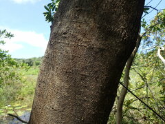 Margaritaria discoidea