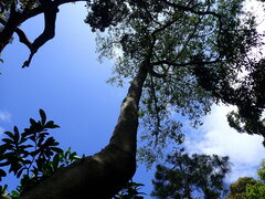 Margaritaria discoidea