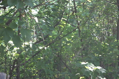 Hypothymis azurea oberholseri