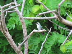 Chlorostilbon mellisugus