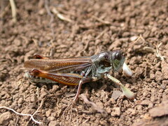 Gomphocerus sibiricus