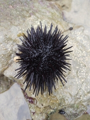 Echinoidea