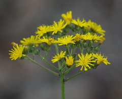 Pilosella caespitosa