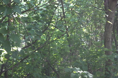 Hypothymis azurea oberholseri